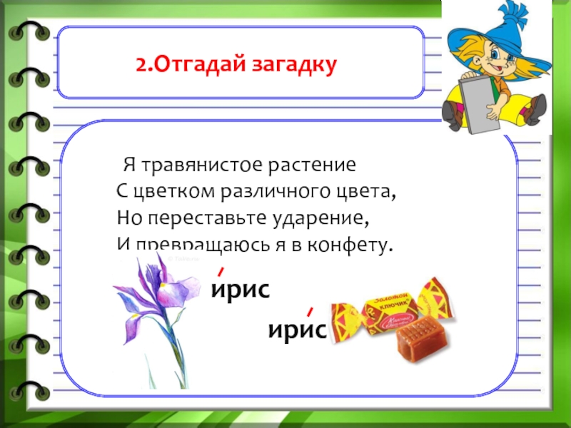 Ирис ударение. Загадка я травянистое растение. Отгадать загадку я травянистое растение с цветком. Ирис Ирис ударение. Загадки с перестановкой ударения.