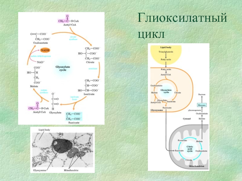 Схема глиоксилатного цикла