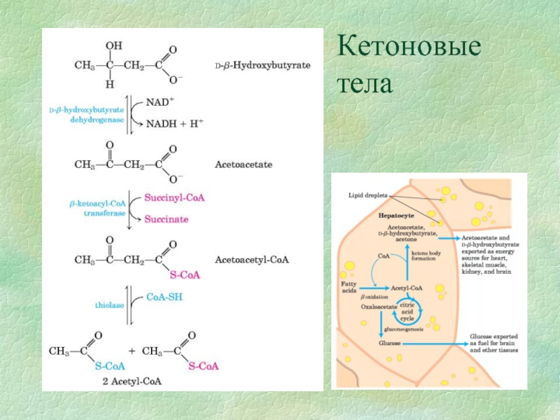 Кетоновые тела что это значит. Схема окисления кетоновых тел. Регуляция кетоновых тел. Кетоновые тела. Кетоновые (ацетоновые) тела.