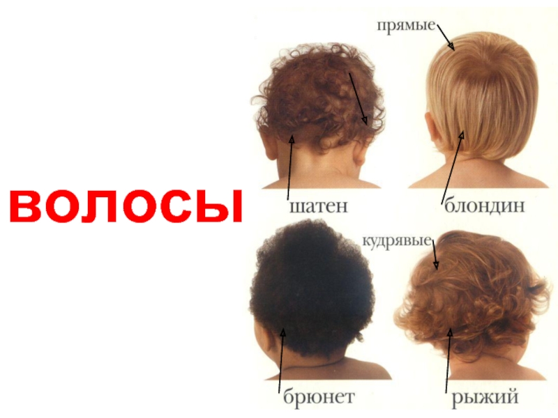 Как можно описать волосы человека