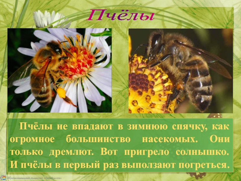 Жизнь насекомых весной. Сообщение о пчелах. Интересная информация о пчелах. Интересные факты о насекомых весной.