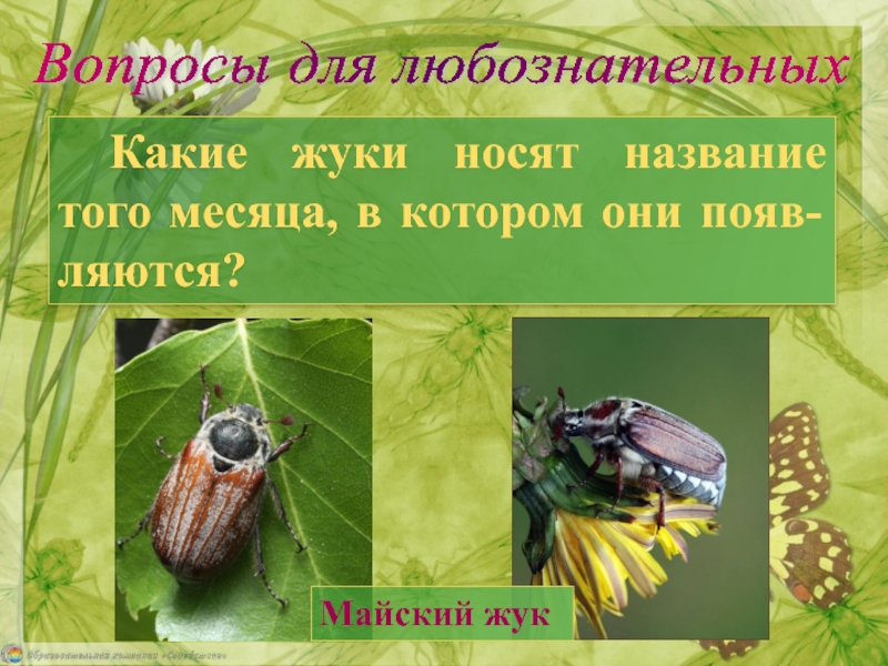 Жизнь насекомых весной. Насекомые презентация. Изменение в жизни насекомых.. Сообщение о весенних насекомых.