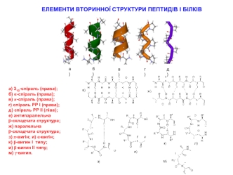 Елементи вторинної структури пептидів і білків