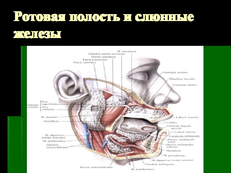 Где находятся слюнные железы у человека схема