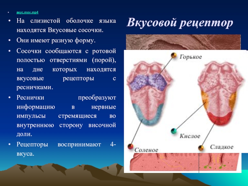 Органы вкуса и обоняния анатомия презентация