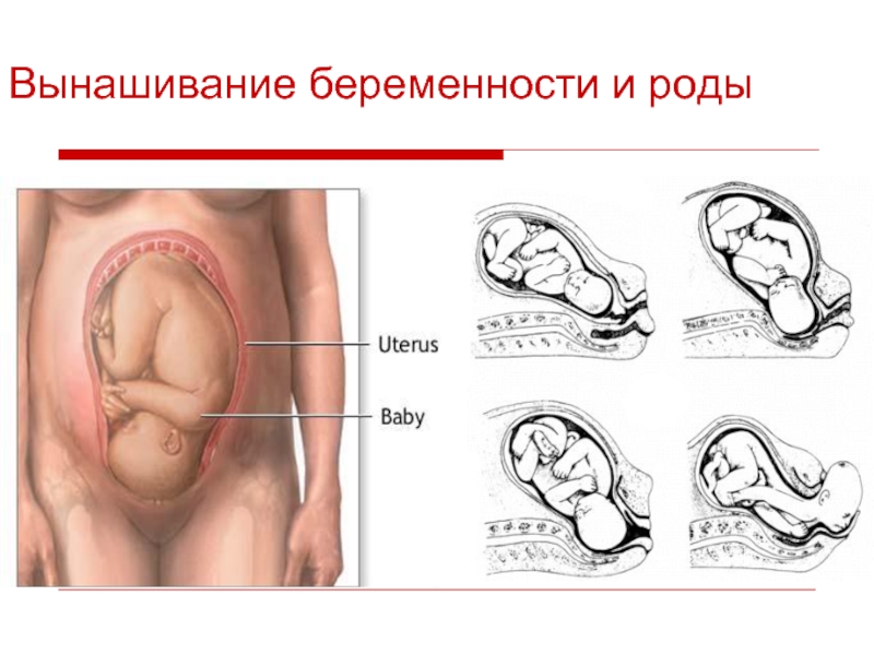 Схема беременная женщина