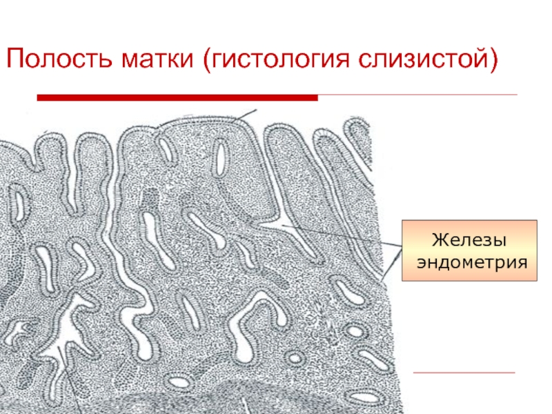 Матка гистология рисунок