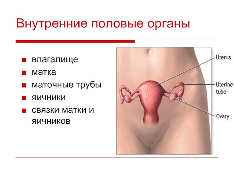 Половые органы картинки для детей