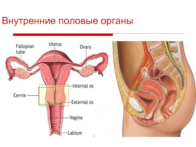 Женские половые органы в картинках