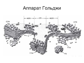 Аппарат Гольджи