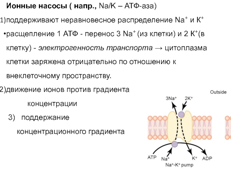Необходима для синтеза атф. Na/k ионный насос. Расщепление АТФ. Ионный насос клетки. Ионные насосы физиология.