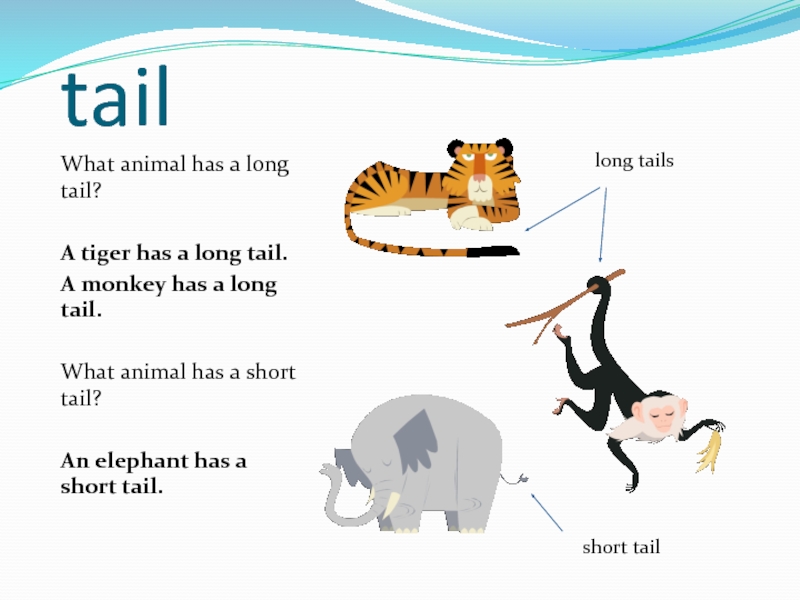 На русском long tails. Animals with long Tails. What animal. Tigers have got long Tails. Животные has или have.