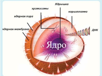 Типы клеток