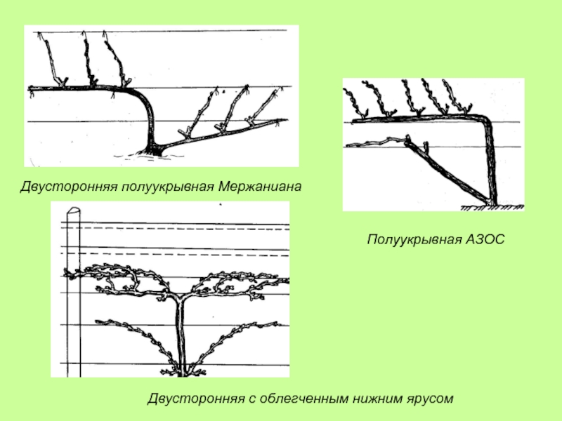 Обрезка винограда по системе гюйо схема