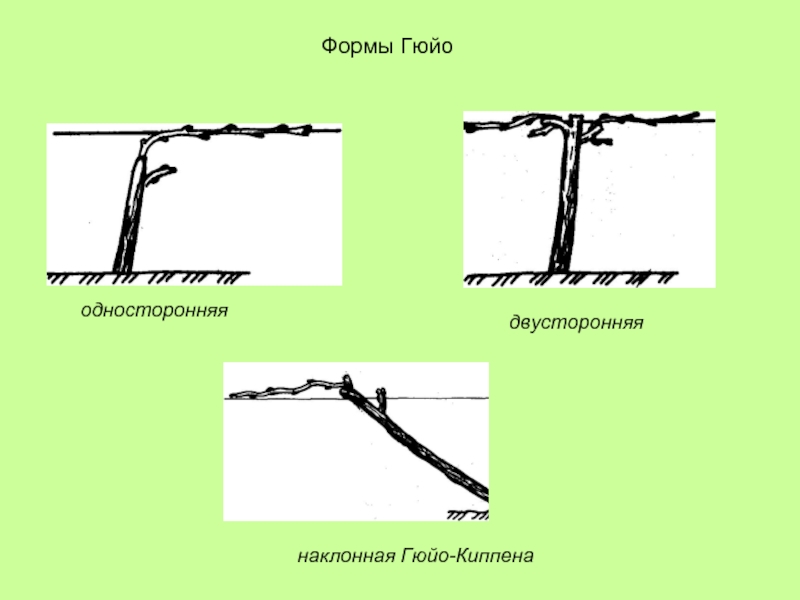Обрезка винограда по системе гюйо схема