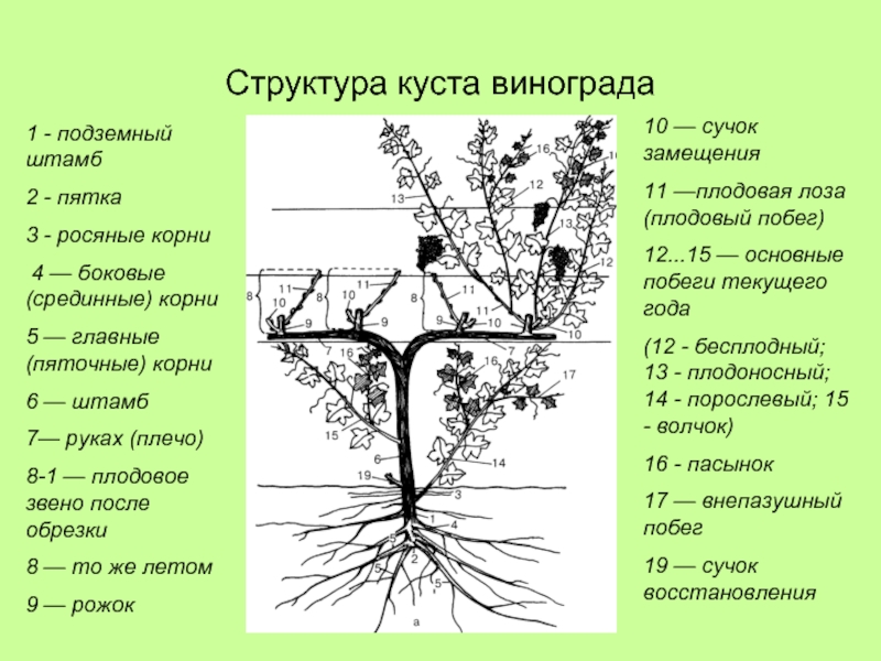 Схема куста винограда