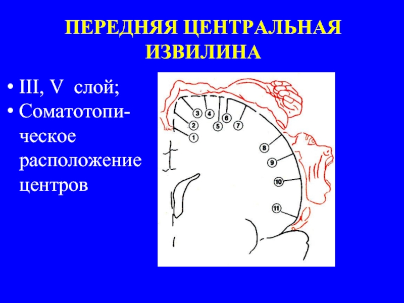 Центральное расположение. Передние центральные извилины. Передняя прецентральная извилина. Передняя Центральная извилина извилина. Верхний отдел передней центральной извилины.