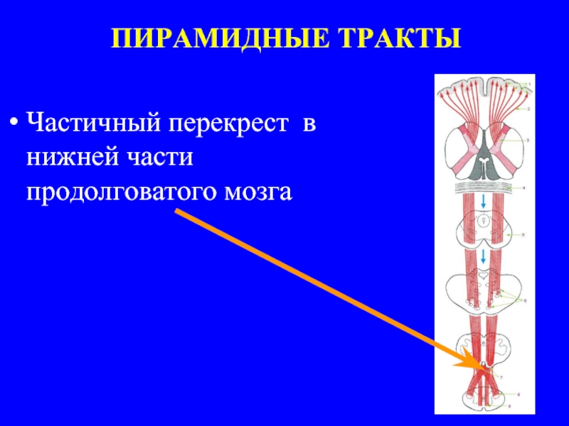 Перекрест. Пирамидные пути продолговатого мозга. Пирамидный Перекрест продолговатый мозг. Перекрест пирамидных волокон. Частичный надъядерный Перекрест.