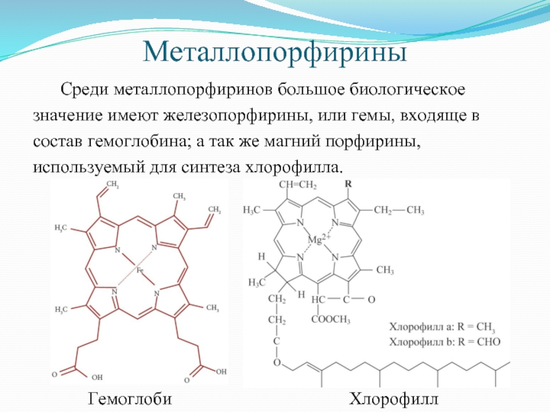 Образование хлорофилла