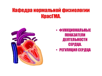 Функциональные показатели деятельности сердца. Регуляция сердца