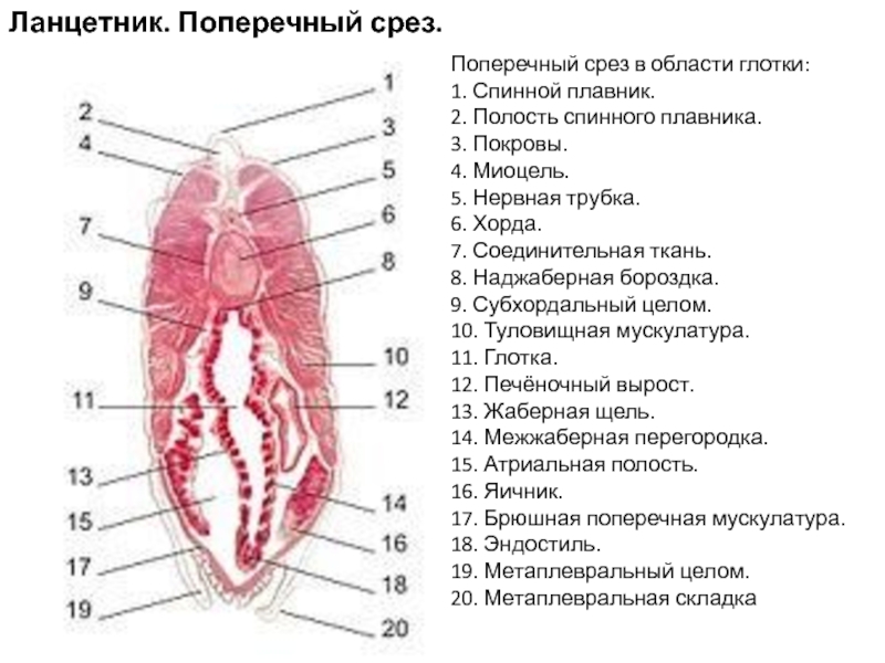 Продольный разрез ланцетника рисунок с подписями