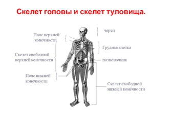 Скелет головы и скелет туловища