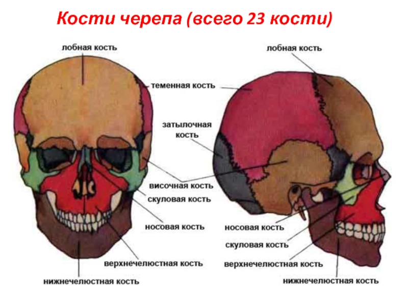 Головной отдел скелета. Строение кости черепа человека. Строение черепа спереди и сбоку. Скелет головы череп анатомия. Парные и непарные кости черепа.