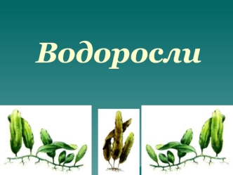 Водоросли