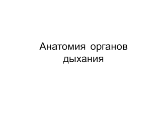 Анатомия органов дыхания