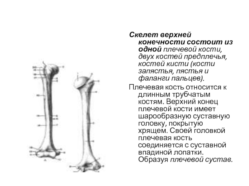 Нижний конец плечевой кости