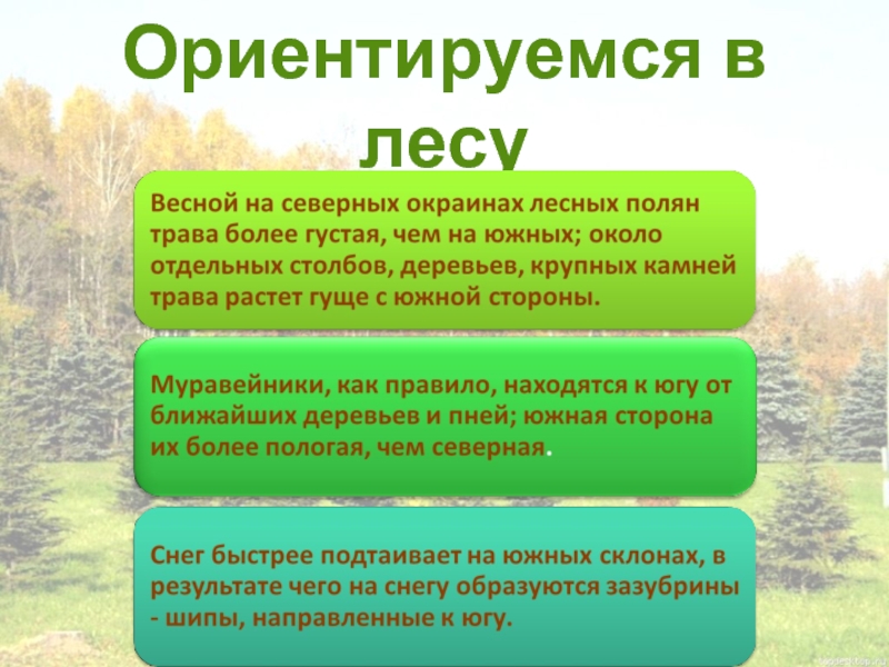 Способы ориентирования в лесу