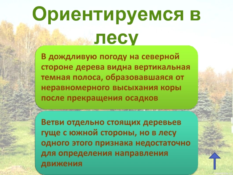 Текст в лесу. Текст про лес. Текст леса. Текст летом в лесу. Главные ориентиры в лесу.