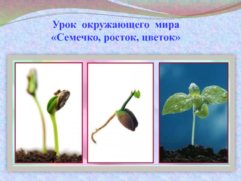 Как растут растения. Цветы. Урок окружающего мира. Семечко Росток одуванчик. Игра семя, Росток, цветок. Семечка Росток побег цветок.