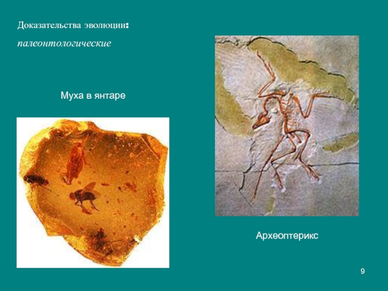 Выбери доказательства эволюции. Палеонтологические доказательства эволюции. Археоптерикс доказательства эволюции. Палеонтологические доказательства эволюции человека. Переходные формы доказательства эволюции Археоптерикс.