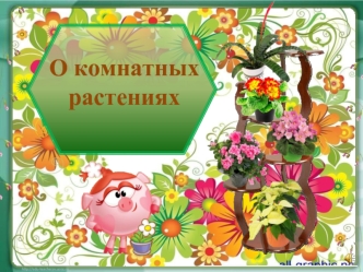 О комнатных растениях