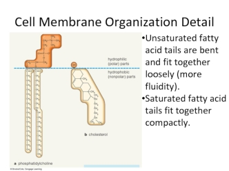 Cell Membrane Organization Detail