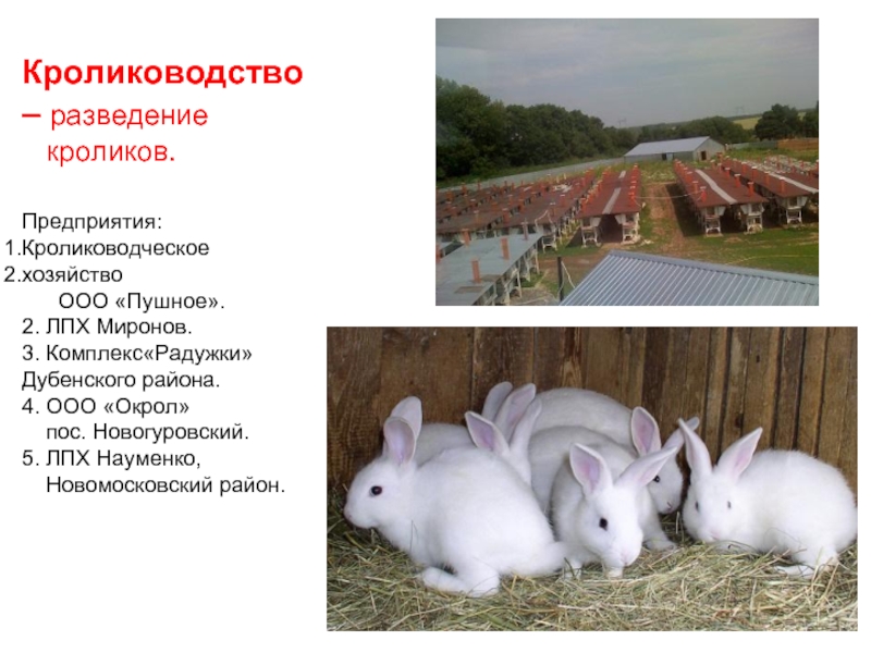 Каких животных разводят в московской области. Животноводство кролиководство. Отрасли животноводства кролиководство. Разведение кроликов. Кролиководство слайд.