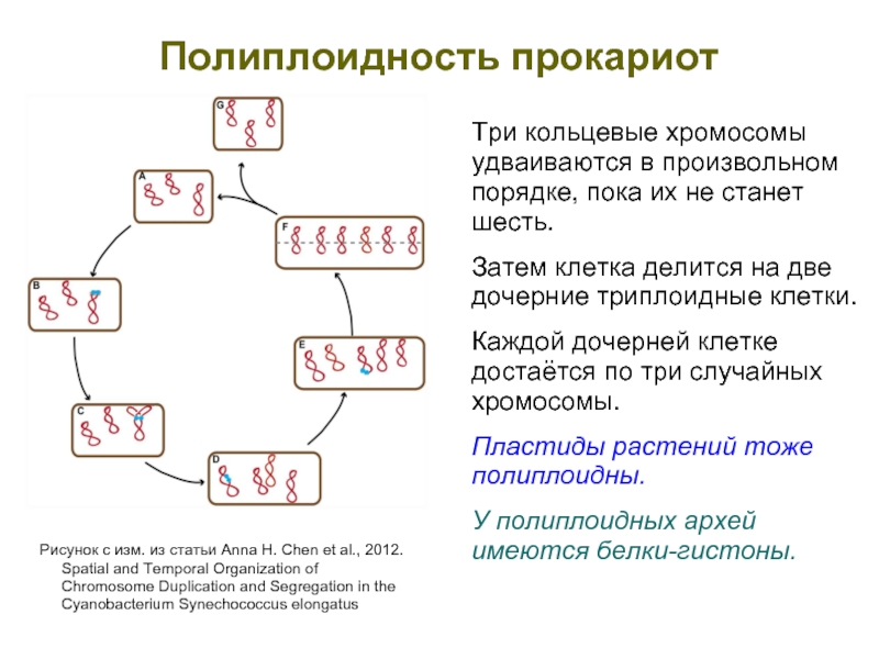 Имеется кольцевая хромосома. Кольцевые хромосомы прокариот. Кольцевая хромосома. Триплоидные клетки. Как делится триплоидная клетка.