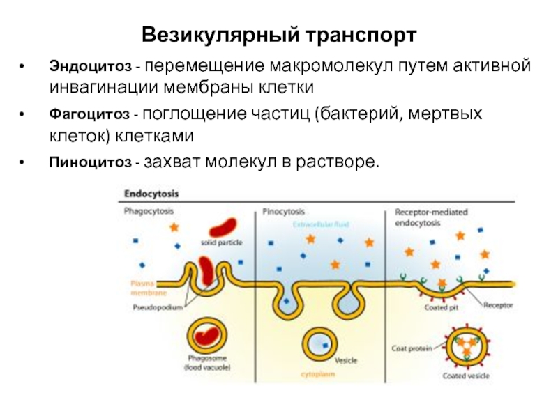 Частицы клетки