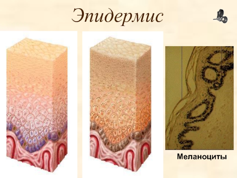 Что такое меланоциты в волосе