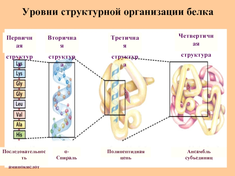 4 организации белка
