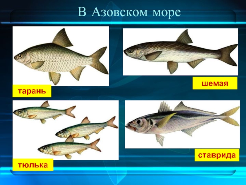 Рыба с азовского моря фото названиями