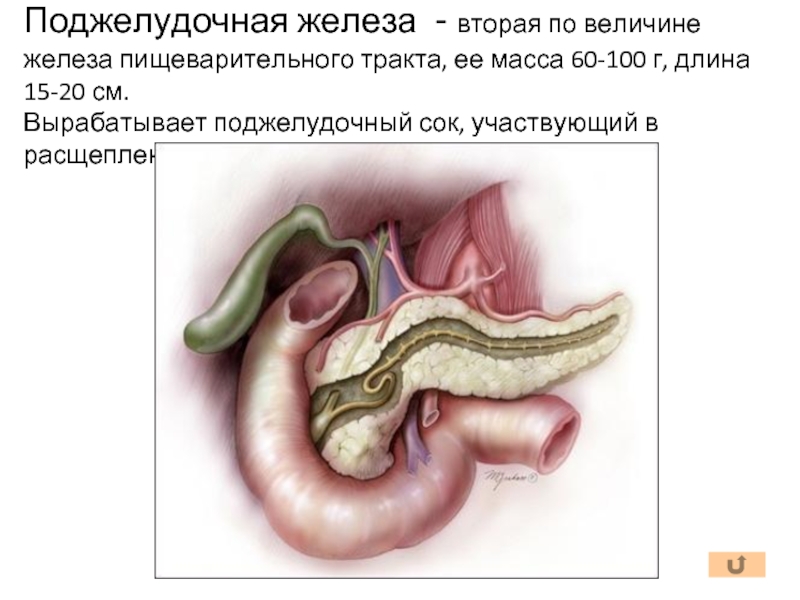 Умирает поджелудочная. Загиб поджелудочной железы. Искусственная поджелудочная железа. Фото загиб поджелудочной железы. Поджелудочный сок.