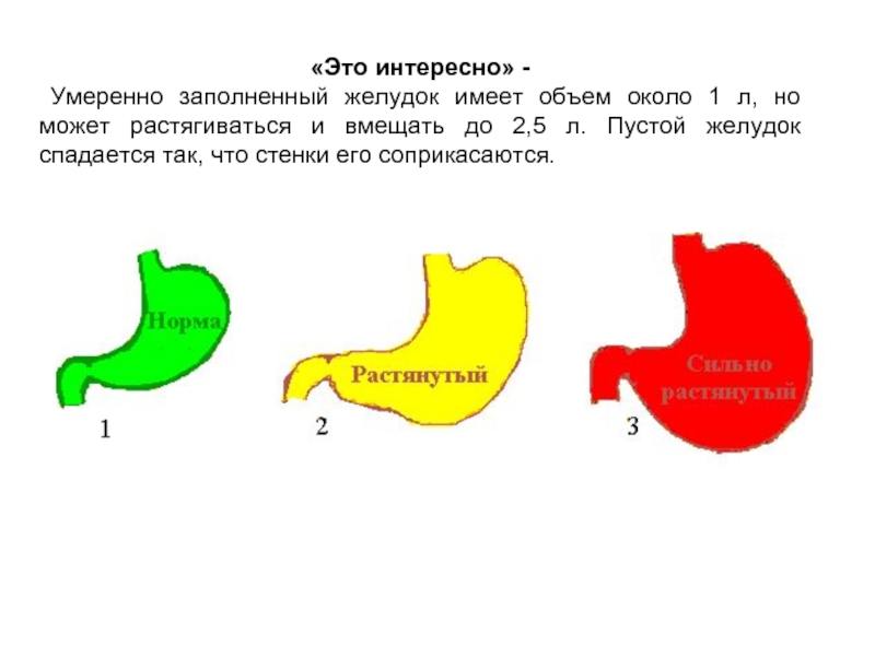 Размер желудка. Как понять что желудок пустой.