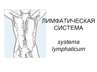 Лимфатическая система