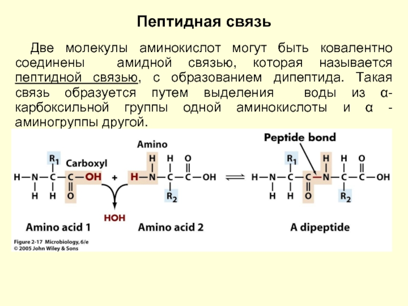 Аминокислоты в молекуле белка соединены