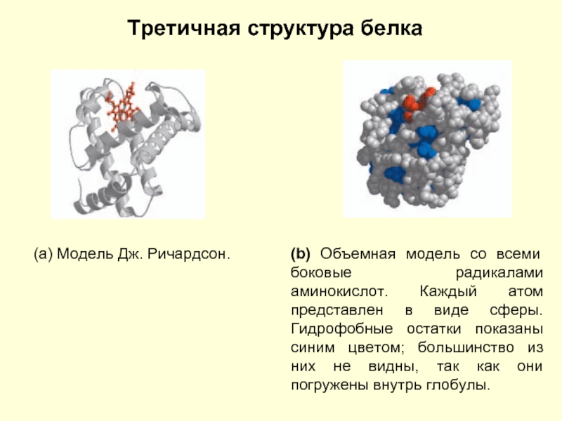 Какие аминокислоты представлены на рисунке третичной структуры белка