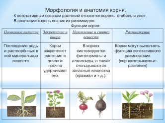 Вегетативные органы растений. Корень, стебель и лист