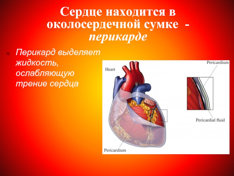 Сердце окружено околосердечной сумкой. Околосердечная сумка сердца.