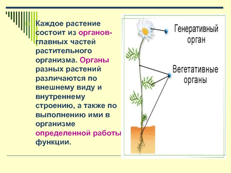 Признаки организма растения